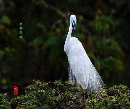 总裁二叔求放过