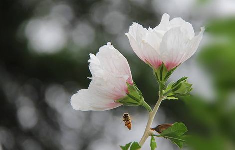 王妃偷出府被王爷罚打板子