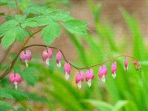 老公的大棍棒太厉害毛毛虫