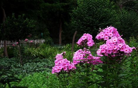 雪花那个飘电视剧全集免费